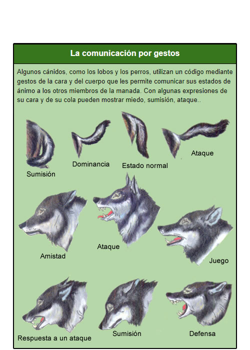 comunicacion de canidos con gestos